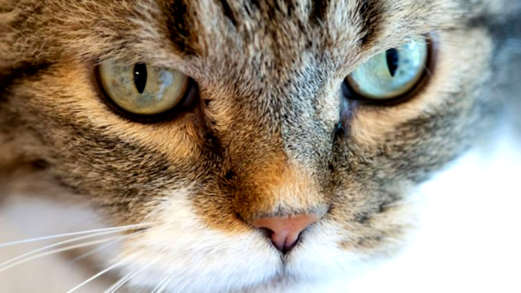 Katzen warten dicht gedrängt zusammen.